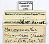 CC BY-NC-ND 4.0/MNHN - Depraetere Marion - 2014. Non type, sex unknown. Specimen number: MNHN-EP-EP1082. http://coldb.mnhn.fr/catalognumber/mnhn/ep/ep1082. Depicts CollectionObject 1587169; MNHN(SF IMPORT DUPLICATE) MNHN-EP-EP1082, b4328bb0-d6b2-4bd7-83e4-0027eeb343a3, a CollectionObject.