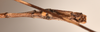 CollectionObject 1558794; bd574a61-7251-434a-ae6f-99f7a73a9ea7: copyright OUMNH. male: end of abdomen, ventral view (holotype). (CollectionObject).