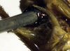 CollectionObject 1500690; 75fbbb75-1293-4d0b-bf6e-6d2ad137e6da, DORSA BTducadsHTM: male cerci (holotype of Ducetia adspersa). (CollectionObject).