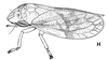 Habitus, lateral view on Costaclovia furfuris Hamilton, 1981: (Observation).