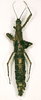 CollectionObject 1558163; ed8d2b0b-b9f9-4e3f-9828-3a912bd0a4e0: copyright NHRS, Stockholm. female (holotype). (CollectionObject).