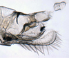 Pygofer, lateral view: !! display not done !! on Hebata (Hebata) fabalis (DeLong, 1930): (Observation).