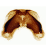 Forewing: Female internal sternum VIII.<br>U.S.A., Michigan, Baraga Co., INHS.<br> Photo: S. Krishnankutty. (Observation).