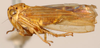 Habitus, lateral view: !! display not done !! on Latinocesa longicauda (Oman, 1938): Alaca longicauda, lateral habitus (INHS). (Observation).