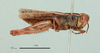 Heteracris persa (Uvarov, 1933): male, lateral view (paratype). (Otu).