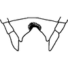 Ovipositor on Bonaspeia eriocephalus (Cogan, 1916): Sternite VII. (Observation).