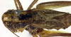 CollectionObject 1500485; ef8bd2a7-576a-4817-b6c0-1b2feff36ee8, DORSA BTmodebnS01: male, dorsal view (holotype of Metrioptera dofleini). (CollectionObject).
