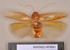 Epilampra cinerascens Brunner von Wattenwyl, 1865: Holotype, male, dorsal. BMNH(E)#878061. (Otu).