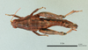 Wiltshirella fusiformis Popov, 1951: female, dorsal view (holotype). (Otu).
