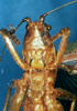 CollectionObject 1505293; 872ccf49-e64d-4c31-8acb-65d5d591fe34: male, frontal view (holotype). (CollectionObject).