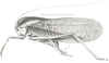 Hyperhomala virescens Serville, 1831: Pl. XX, Fig. 50. male habitus (pronotum length 49 mm, tegmina 110 mm). (Otu).