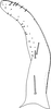 Subgenital plate: Subgenital plate, lateral view. (Observation).