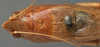 CollectionObject 1505703; ade45ca2-e508-4e5a-9e57-2eb414ae39d7: male pronotum dorsal (possible type of Pyrgocorypha inermis). (CollectionObject).
