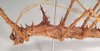 CollectionObject 1563955; NHMUK(SF IMPORT DUPLICATE) 845340, 43648258-ae23-4f70-a67c-0b82e003100b: copyright Natural History Museum, London. male: head & thorax, lateral view (holotype). (CollectionObject).