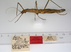 CollectionObject 1560133; 5356e4d5-1c6d-4397-9ca2-8fb93e2b3bf3: copyright ZMUH, Hamburg. female, lateral view of synonym Menexenus lugens (syntype). (CollectionObject).