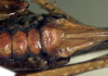 Mystron flavospinus Montealegre-Z. & Morris, 1999: female subgenital plate (paratype). (Otu).