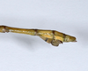 CollectionObject 1556971; ANSP(SF IMPORT DUPLICATE) 5631, 98b2dcfe-9fcd-4a52-9ae2-6fba5d4001e7: copyright ANSP. male: end of abdomen, lateral view (holotype). (CollectionObject).
