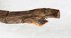 CollectionObject 1560979; NMW 225, c4456121-0477-475e-b2ba-d2612656ced1: copyright NMW, Vienna. male: end of abdomen, lateral view (holotype). (CollectionObject).