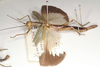 CollectionObject 1558284; 9fc7ed33-3550-471f-8e14-9c3838d7ce4c: copyright OUMNH. female, lateral view (syntype). (CollectionObject).;CollectionObject 1558285; ad47c116-5c57-4e7d-af86-1e2d66166cd2: copyright OUMNH. female, lateral view (syntype). (CollectionObject).