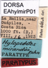 CollectionObject 1567229; 0814dfd5-2dc0-4462-8794-caf61dad1d93: labels (paratype). (CollectionObject).