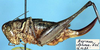 Alticolana alticola (Tarbinsky, 1930): female, lateral view (paratype). (Otu).