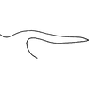Pygofer appendages on Ayubiana lantanae Ahmed, 1969: Pygofer process, lateral view (E Nepal). (Observation).