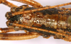 CollectionObject 1499556; 6256e2d6-90cd-456e-b10f-dd74aa0ab677: female pronotum, dorsal view. (CollectionObject).