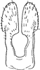 Stylus on Cixius (Ussuricixius) remmi Vilbaste, 1968: Stylus, ventral view. (Observation).