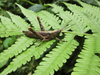 FieldOccurrence 69; 64904912-574e-4e4f-b33e-87adebb937b7; Tanzania
Nilo forest reserve E Usambara, 2017/03/30: (FieldOccurrence).