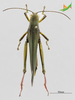 CollectionObject 2286235; 3841cf90-e5ec-42be-9085-bb6df264aeaa, Unioeste Cascavel K-0482: Male, dorsal view. (CollectionObject).