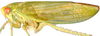 Habitus, lateral view: Hypacostemma viridissima, laterally (PPRI). (Observation).