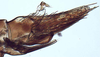 Pygofer, lateral view: !! display not done !! on New species F: Loeia Duan, 2017: (Observation).