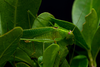 male in bush leaves. Depicts CollectionObject 1593119; 2f2d51b1-1ebd-45c0-94e7-c71f9b1cb03f, a CollectionObject.