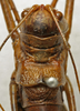 CollectionObject 1535985; 9266c33b-ea75-44e0-94fe-4b7d4f502b57: female pronotum, dorsal view (paralectotype). (CollectionObject).