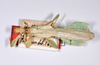 CollectionObject 1563784; 8407572d-9f42-4e43-8f73-b3c508db5bf7: copyright ZMHB, Berlin. male, dorsal view (paratype). (CollectionObject).