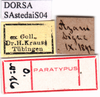 CollectionObject 1530814; c5ffc21c-dc2a-42d0-a5ad-09c3c6b3d959: labels (paratype or syntype). (CollectionObject).