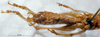 CollectionObject 1541594; 0ab50bf5-10d4-41a7-96c4-a74084e901e9, MNHN-EO-ENSIF845: male ventral view (holotype). (CollectionObject).