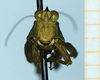 CollectionObject 1597075; 66c4e923-d9e7-4e40-9833-9ccc907e941e: male (no type), frontal view. (CollectionObject).