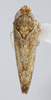 Habitus, dorsal view: !! display not done !! on Scaphytopius n. sp. EC20: Scaphytopius Ball, 1931: (Observation).