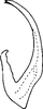 Aedeagus, lateral view on Coganus breviatus (Cogan, 1916): Aedeagus, lateral view. (Observation).