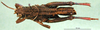 CollectionObject 1578403; e5d8a094-f762-43de-9a61-c9583c9ee58d: male, dorsal view (paratype). (CollectionObject).