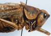 CollectionObject 1517261; dd9501f5-0070-4ee2-8f8c-f0bdda5e1a52: male head and pronotum, lateral view (holotype). (CollectionObject).