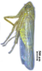 Habitus, lateral view: !! display not done !! on Maiestas xanthocephalus (Dash & Viraktamath, 1998): male. (Observation).
