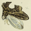 Habitus, lateral view: !! display not done !! on Entylia concisa Walker, 1851: (Observation).