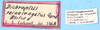 CollectionObject 1521306; 656fa54f-3128-4878-a22b-6b26af46a321: labels (allotype). (CollectionObject).