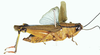 Incolacris rubritarsi Willemse, 1932: female, lateral view. (Otu).