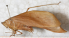 male, lateral view (syntype). Depicts CollectionObject 1532940; NMW 12012, e8b9a15c-e3ea-44a5-a85a-a17967a1aa81, a CollectionObject.