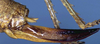 CollectionObject 1517068; d83c47a2-7e8f-4774-9c3a-855ba6d0342a: female ovipositor (holotype). (CollectionObject).
