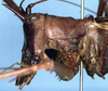 CollectionObject 1517439; f6b7cc4f-ae40-49c3-9cd3-f9f9f4ba071d: male head and pronotum, lateral view (holotype). (CollectionObject).