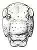 Bullacris obliqua (Thunberg, 1810): Fig. 19.4. female face. (Otu).